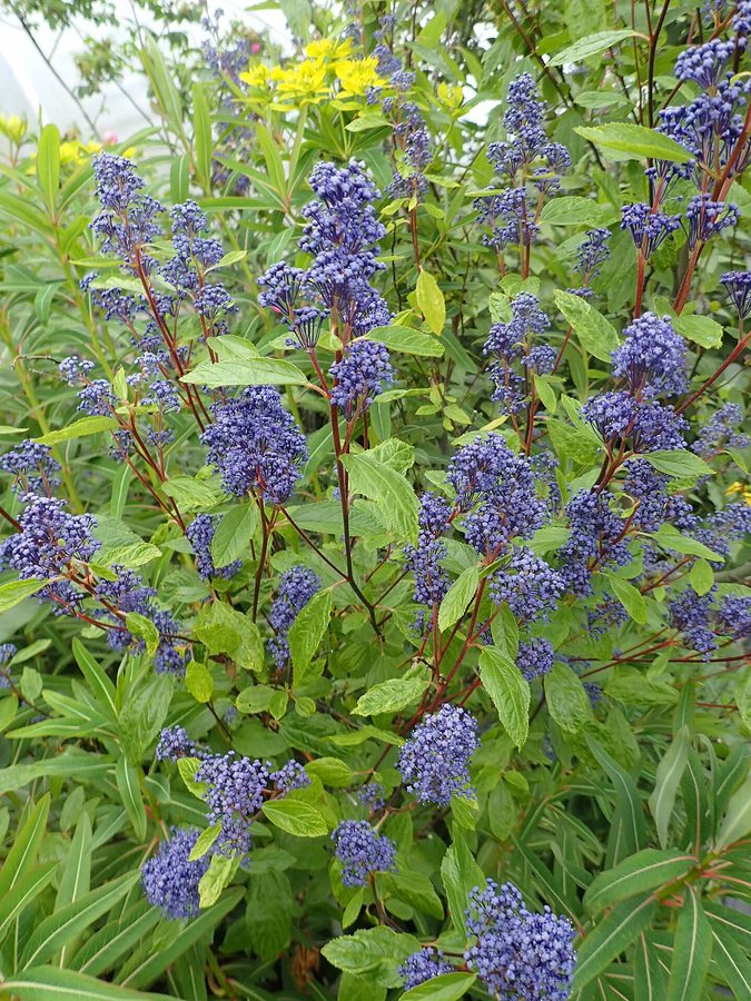 - (Ceanothus x delilianus)