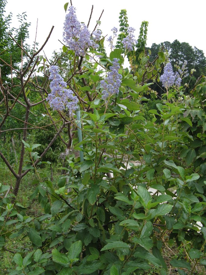 - (Ceanothus x pallidus)