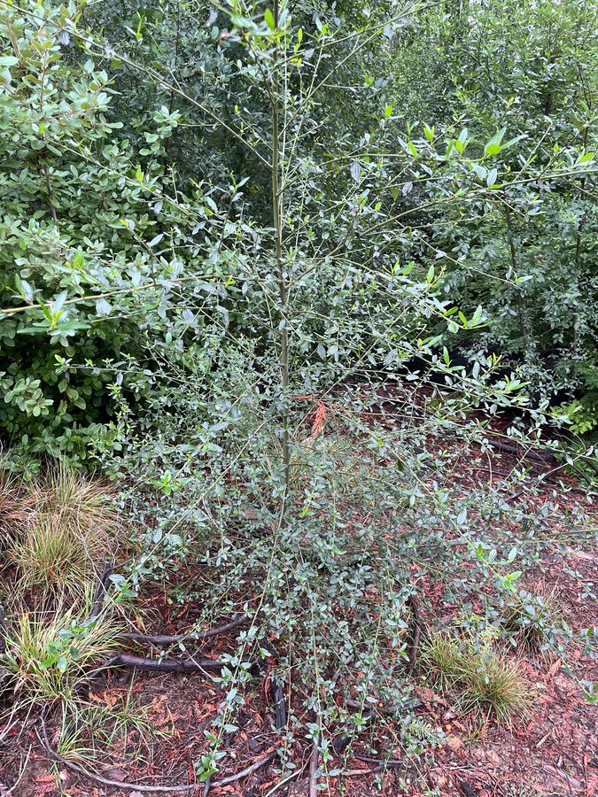 Kruipende herfstsering (Ceanothus thyrsiflorus cv. Repens)