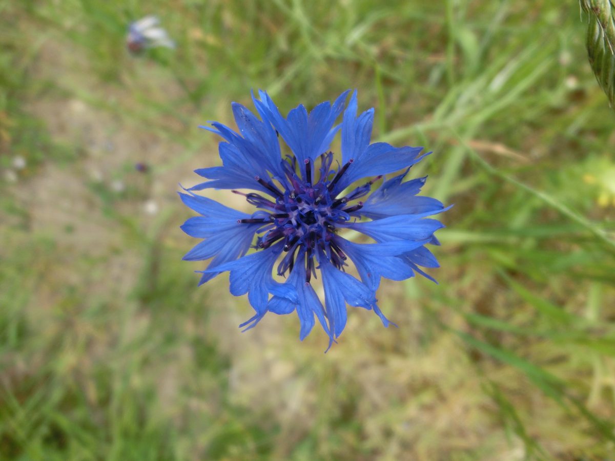 Korenbloem (Centaurea cyanus)