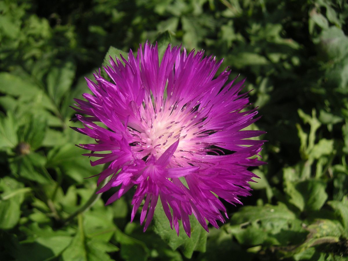 Perzische korenbloem (Centaurea dealbata)