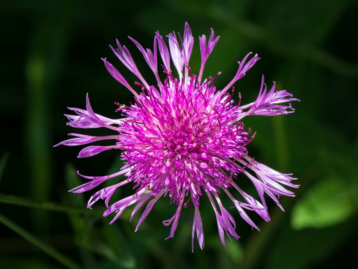 Gewoon Knoopkruid (Centaurea jacea)