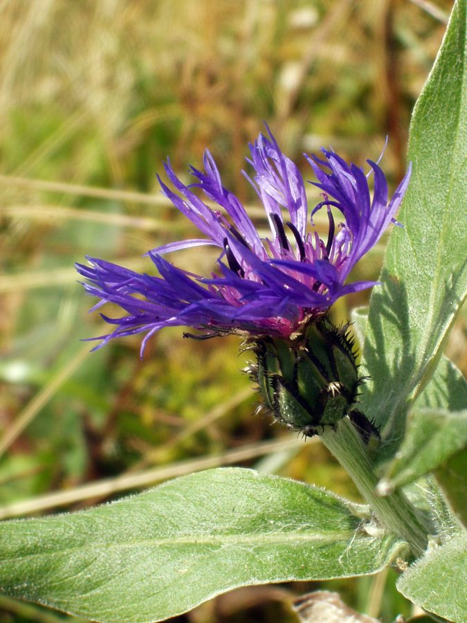 Bergcentaurie (Centaurea montana)