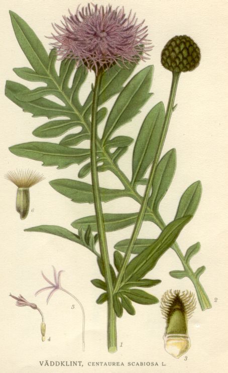Grote centaurie (Centaurea scabiosa)