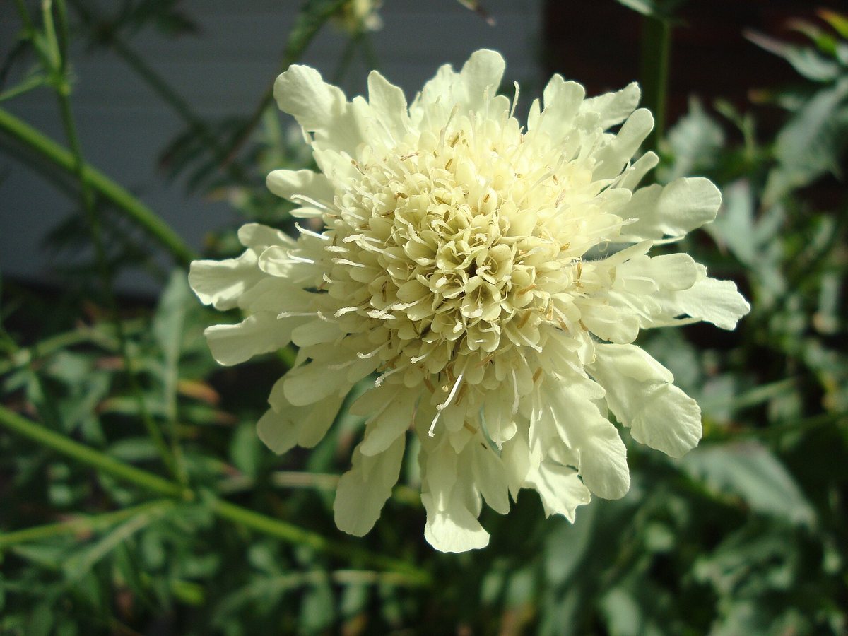 Reuzenscabiosa (Cephalaria gigantea)