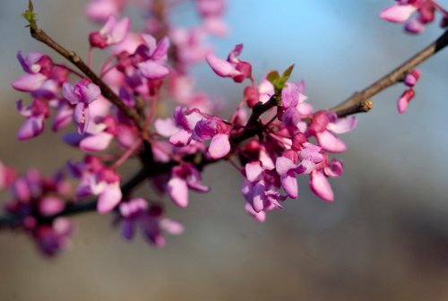 Amerikaanse judasboom (Cercis canadensis)