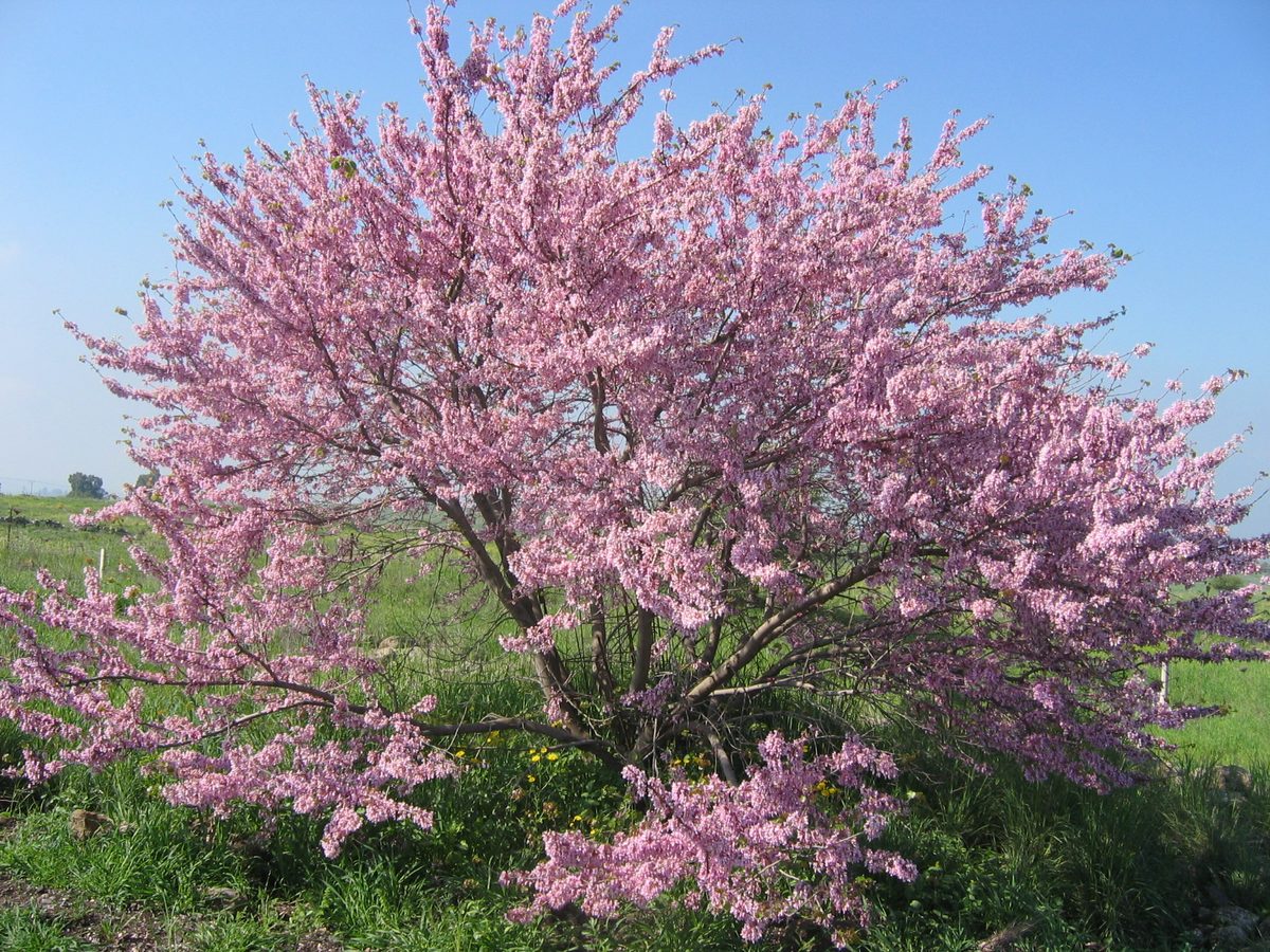 Judasboom (Cercis siliquastrum)