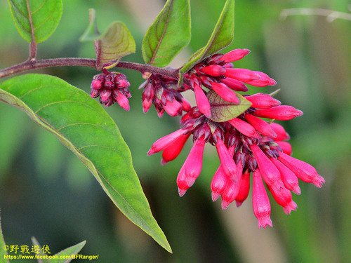 Cestrum (Cestrum elegans)