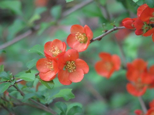 Japanse sierkwee / Dwergkwee / Dwergkweepeer / Japanse kweepeer (Chaenomeles japonica)