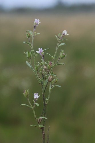 Kleine leeuwenbek (Chaenorhinum minus)