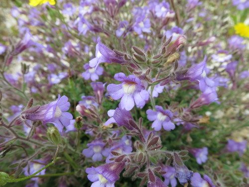 marjoleinbekje (Chaenorhinum origanifolium)