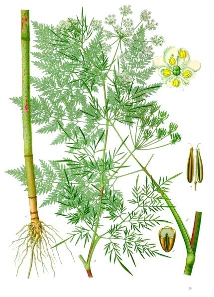 Knolribzaad (Chaerophyllum bulbosum)