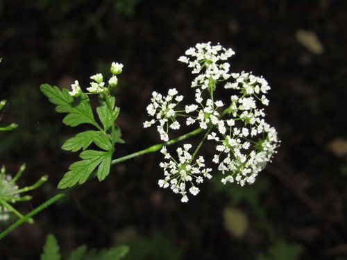 Dolle kervel (Chaerophyllum temulum)
