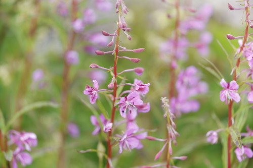 Wilgenroosje (Chamerion angustifolium)