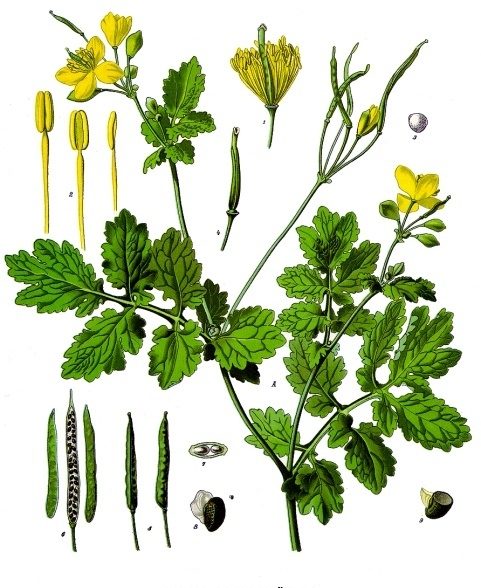 Stinkende gouwe (Chelidonium majus)