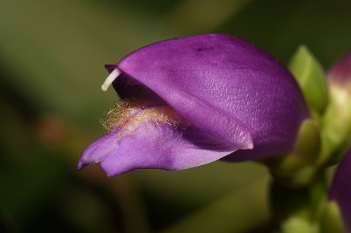 (Rode) Schildpadbloem (Chelone obliqua)