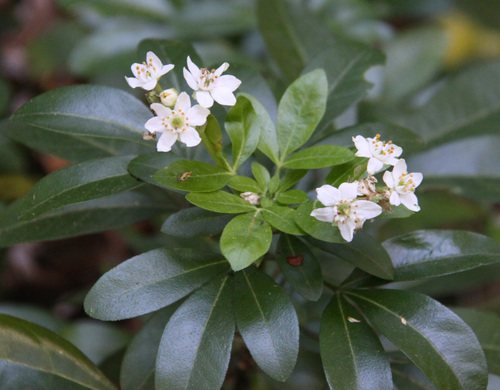 Mexicaanse oranjebloesem (Choisya ternata)