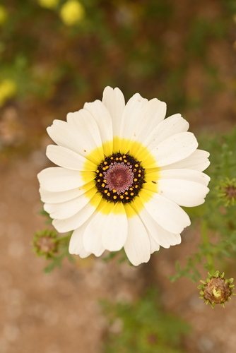 Bonte ganzebloem (Chrysanthemum carinatum)