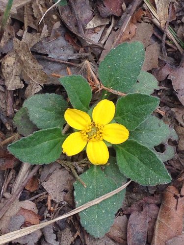 Gouden ster (Chrysogonum virginianum)