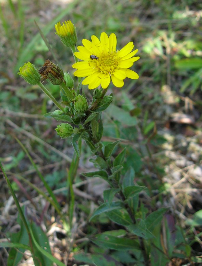 Gouden aster (Chrysopsis mariana)