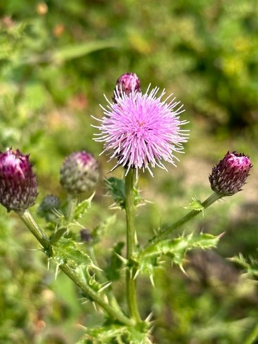 Akkerdistel / Boerenplaag (Cirsium arvense)