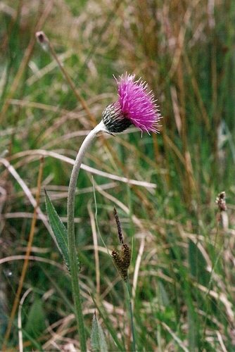 Spaanse ruiter (Cirsium dissectum)