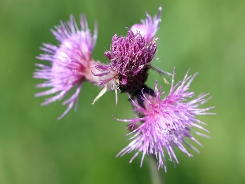 Oeverdistel (Cirsium rivulare)