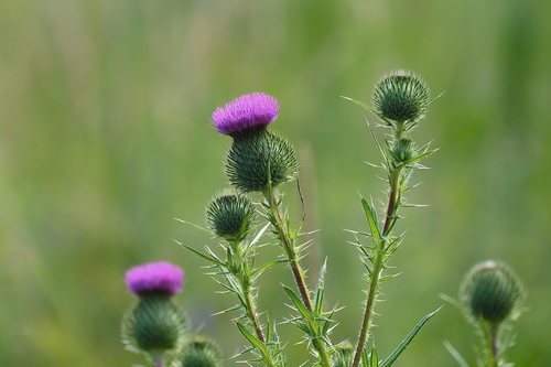 Speerdistel (Cirsium vulgare)