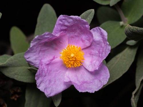 Cistusroos / rotsroos (Cistus albidus)