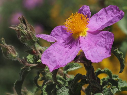 Cistusroos / rotsroos (Cistus incanus)