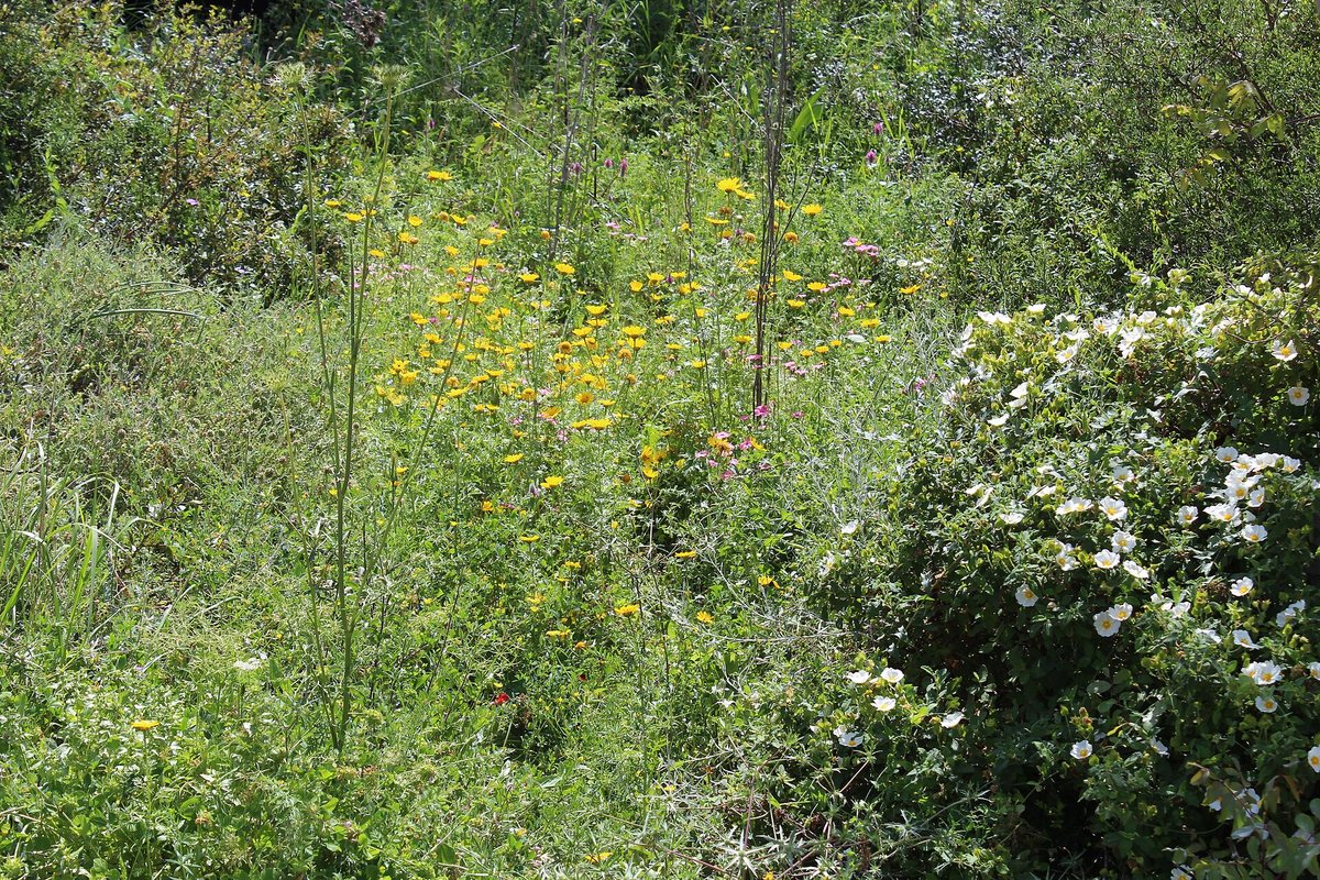 Cistusroos / rotsroos (Cistus psilosepalus)