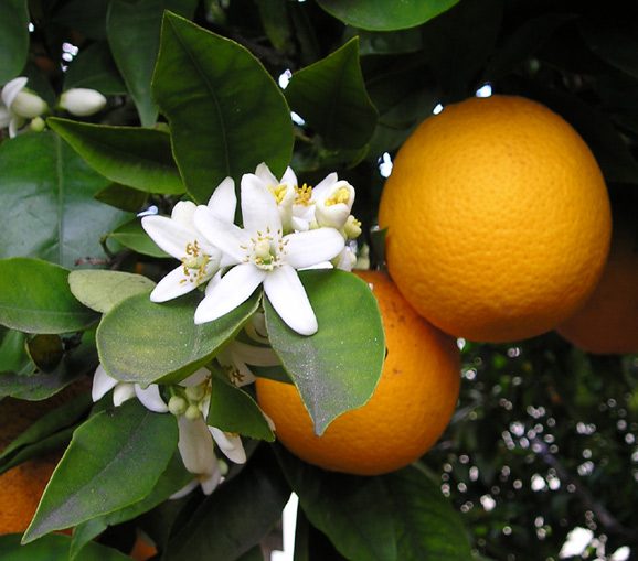 Citroen (Citrus sinensis)