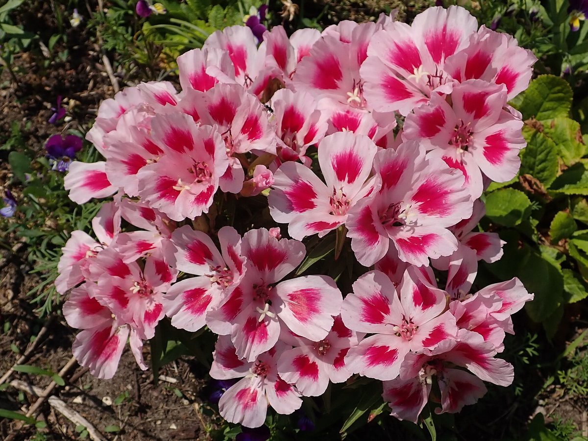 Zomerazalia (Clarkia amoena)