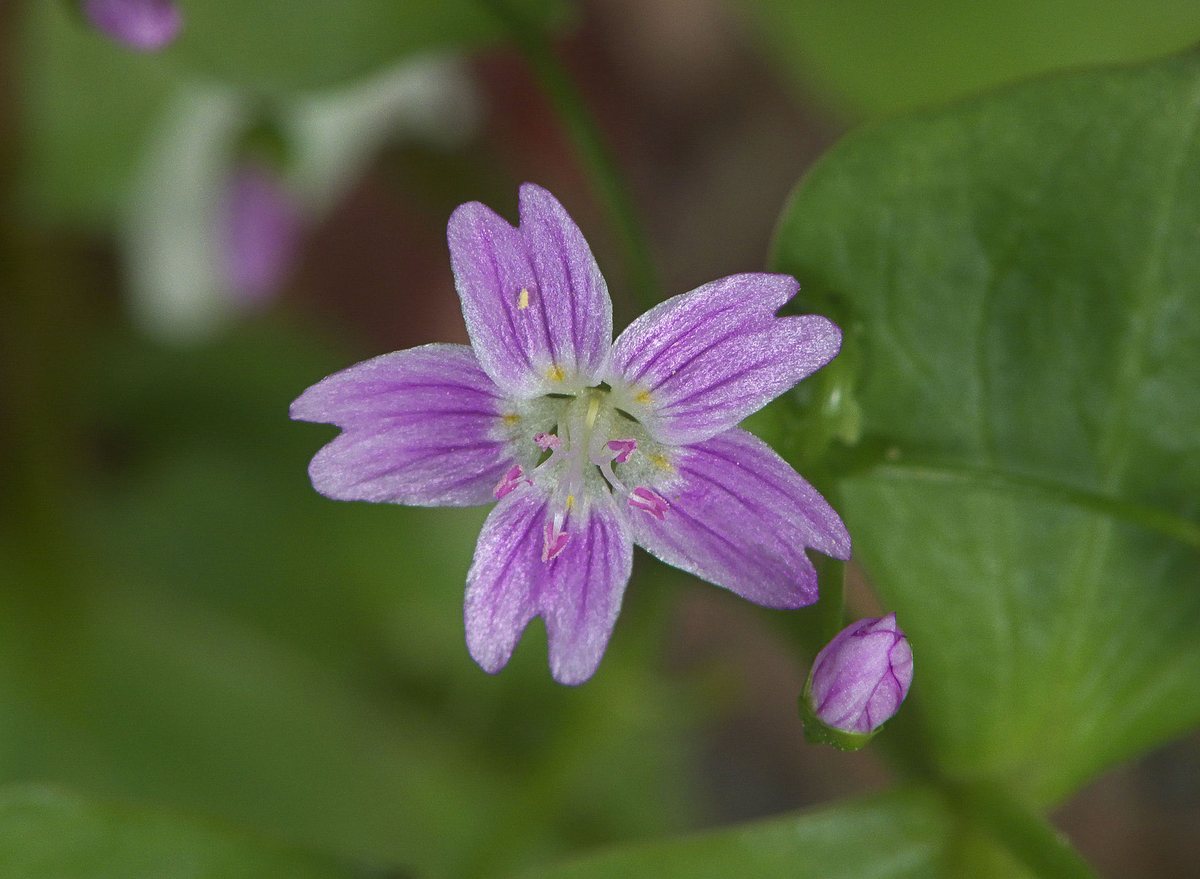 Roze winterpostelein (Claytonia siberica)