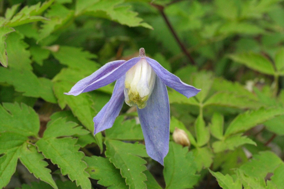 - (Clematis alpina)