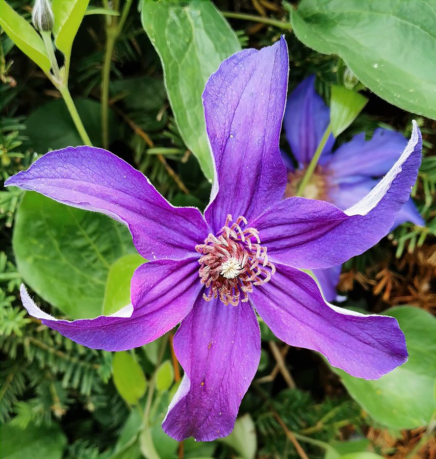 - (Clematis integrifolia)