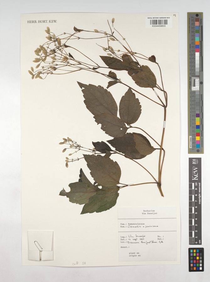 - (Clematis x jouiniana)