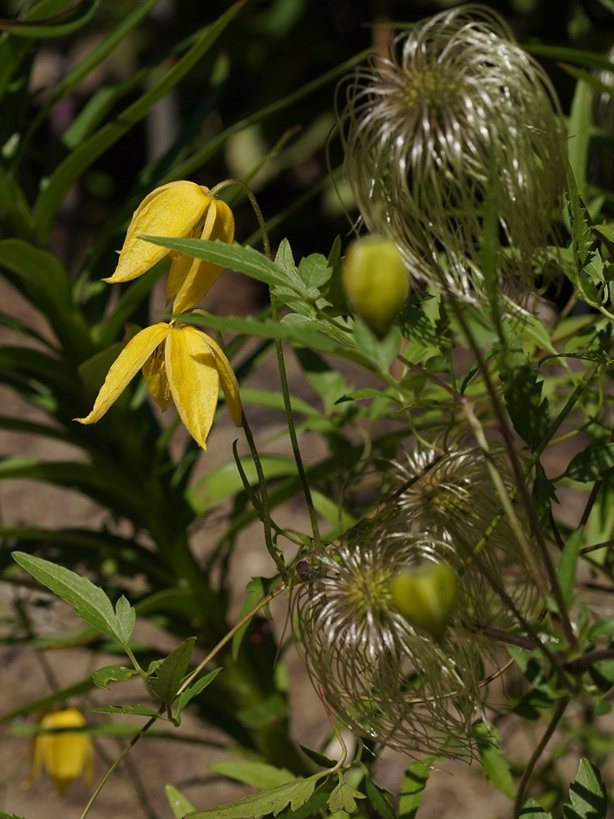 Bosrank (Clematis tangutica)