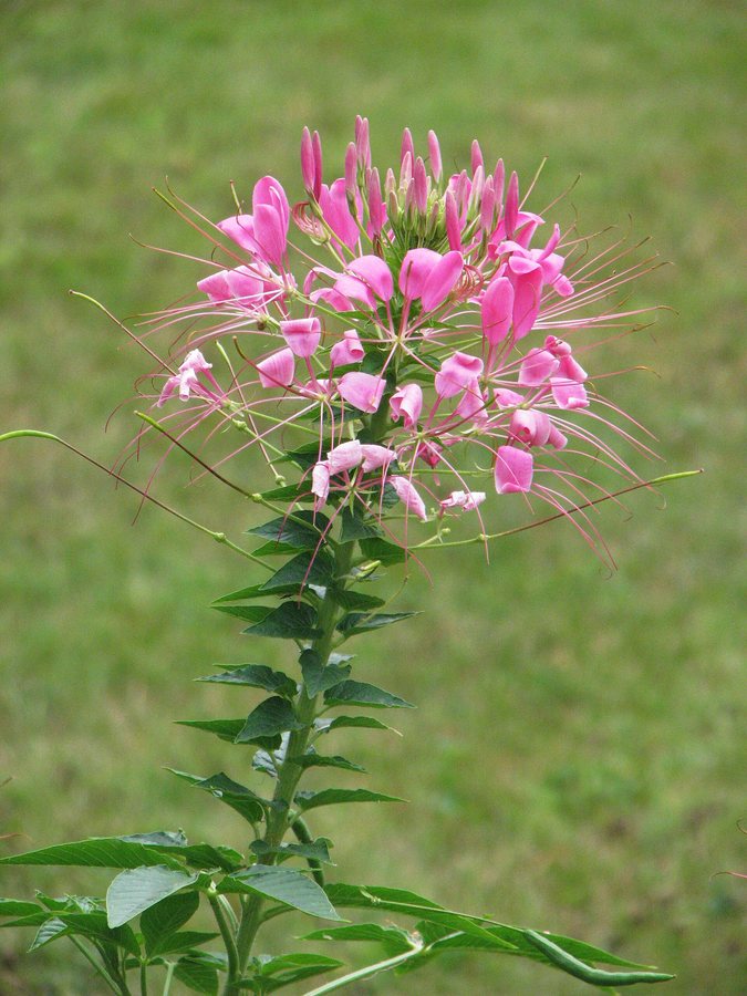 Kattensnor (Cleome spinosa)