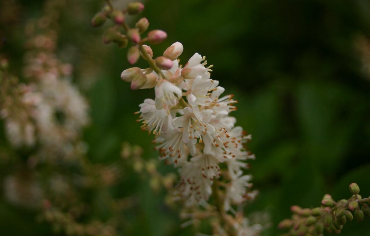 Schijnels (Clethra alnifolia)