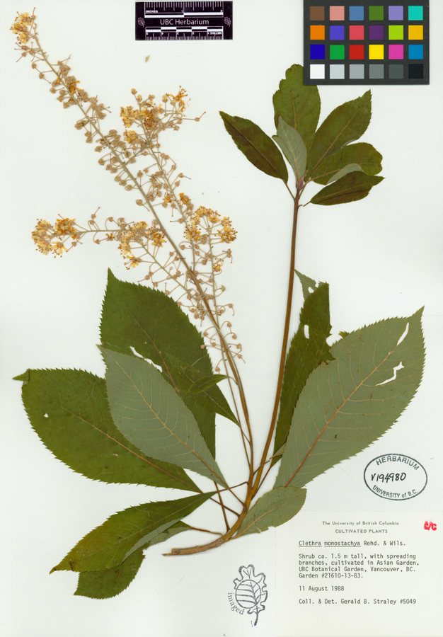 Schijnels (Clethra monostachya)