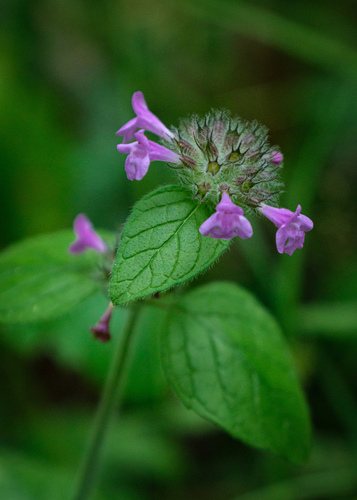 Kleine bergsteentijm (Clinopodium calamintha)