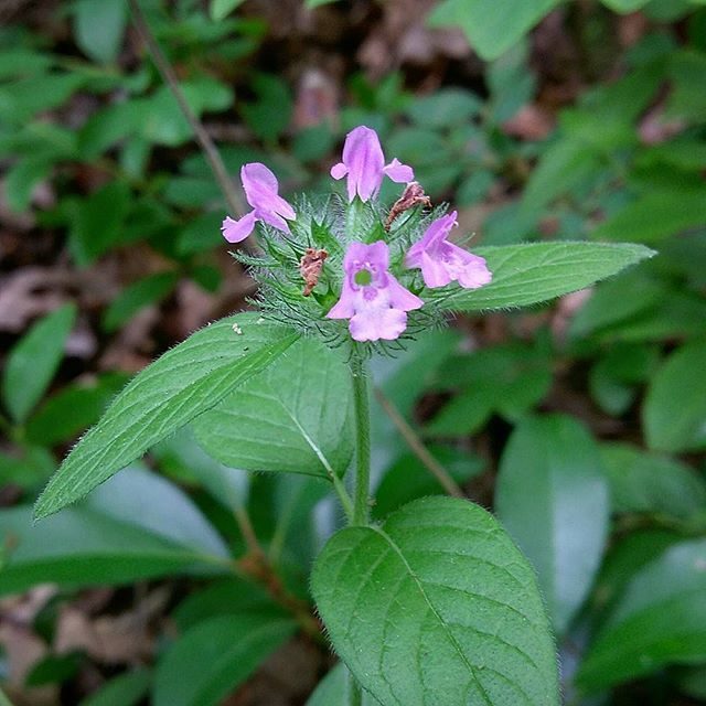 Borstelkrans (Clinopodium vulgare)