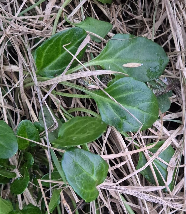 Echt lepelblad (Cochlearia officinalis ssp. off)