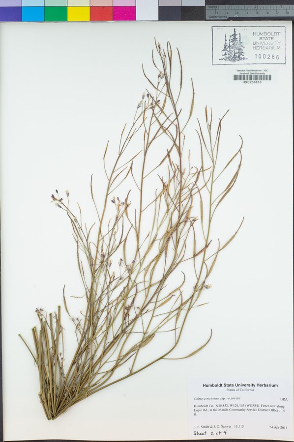 Muurbloemmosterd (Coincya monensis ssp. recurvata)