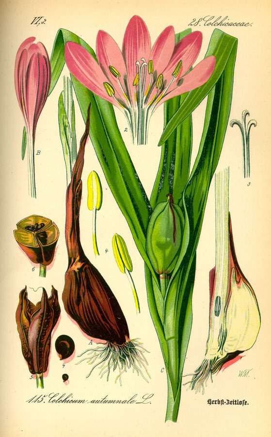 Herfsttijloos (Colchicum autumnale)
