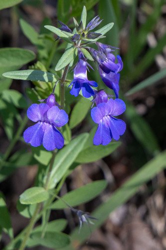 Vingerhoedskruid (geslacht) (Collinsia grandiflora)