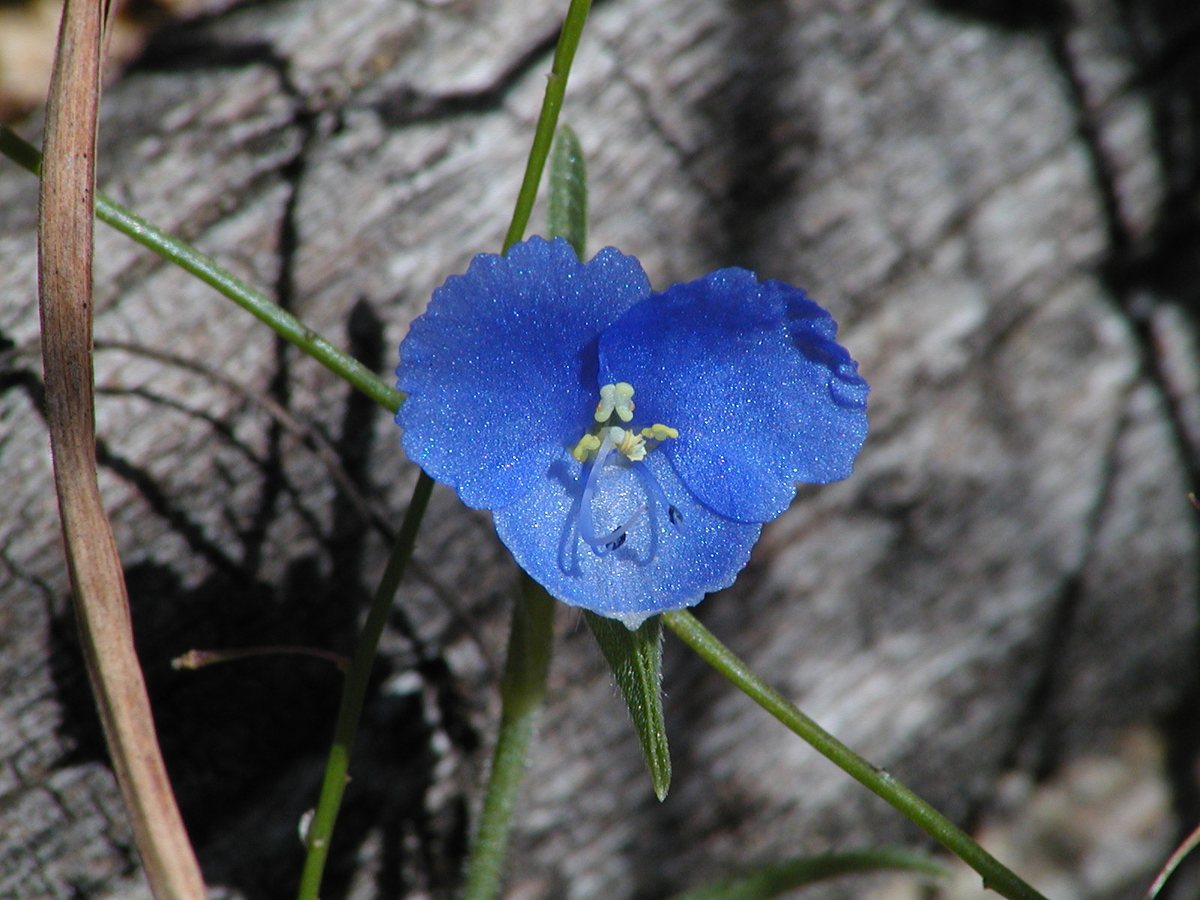 Kleinbloemige eendagsbloem / Spinkruid (Commelina coelestis / Commelina tuberosa)