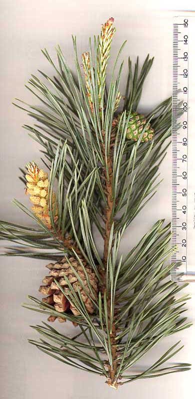 Coniferen (Coniferae)