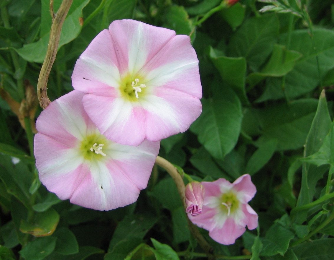 Akkerwinde (Convolvulus arvensis)